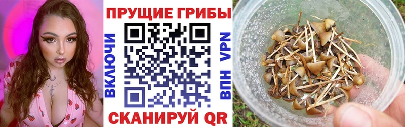 где можно купить   MEGA tor  маркетплейс телеграм  Рыбное  Псилоцибиновые грибы мицелий 